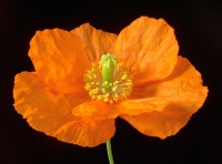 Mohn